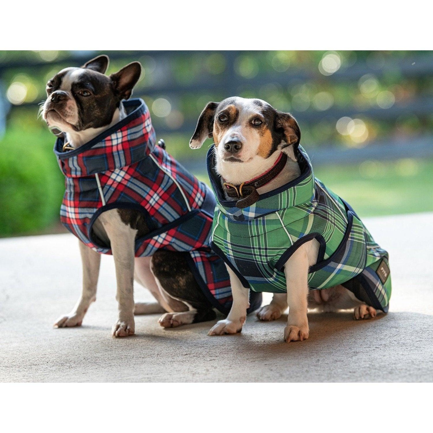Dog Apparel